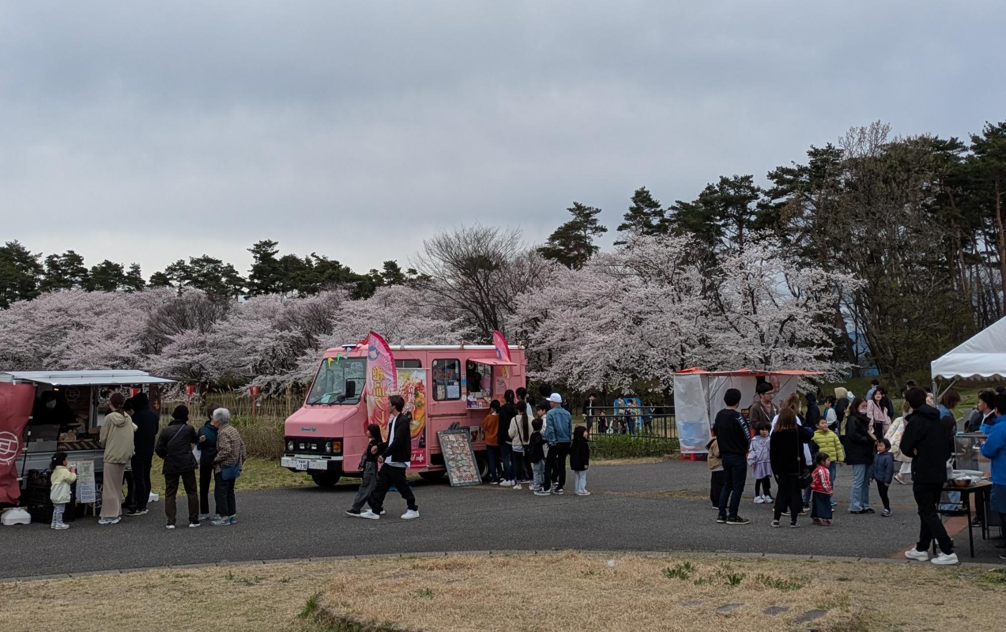弁天潟観桜会当日の様子2025
