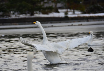 一羽の白鳥が羽を大きく広げ、水面から飛び立とうとする様子の写真