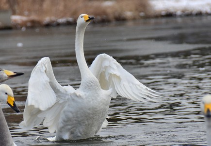 一羽の白鳥が水面から体を起こし、両羽を曲げている写真