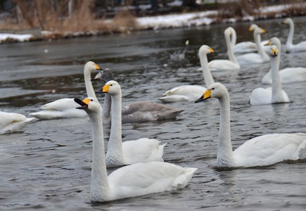 沢山の白鳥が水面を泳いでいる様子を写した写真