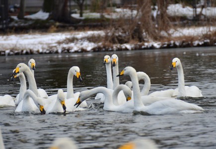 沢山の白鳥が群れており、首を伸ばしてくちばしを水面に入れている様子を写した写真