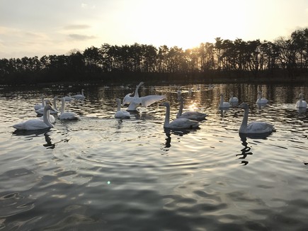 オレンジ色の太陽の光がさす中、水の中で白鳥たちが泳いでおり、一羽の白鳥が羽を大きく広げている様子の写真