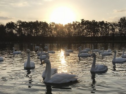 オレンジ色の太陽の光が水面に反射し、水の中で沢山の白鳥たちが泳いでいる様子の写真