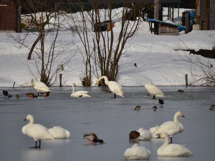 沢山の白鳥やかもなどの渡り鳥が弁天潟に降り立っている様子を写した写真