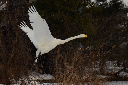 一羽の白い白鳥が羽を広げ飛び立つ様子を写した写真