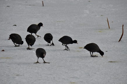 黒い小柄な鳥が7羽、餌を見つけて地面をついている様子の写真