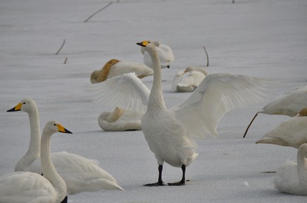 沢山の白い白鳥が羽を休めている中、一羽の白鳥が両方の羽を広げて、首を上に伸ばしている様子を写した写真