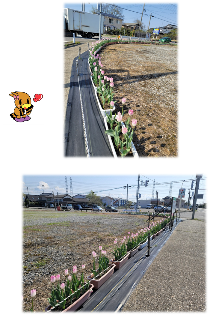 一段目:歩道に沿って設置されたたくさんのプランターにピンクのチューリップが植えられている写真 。二段目:別方向から撮影した写真。
