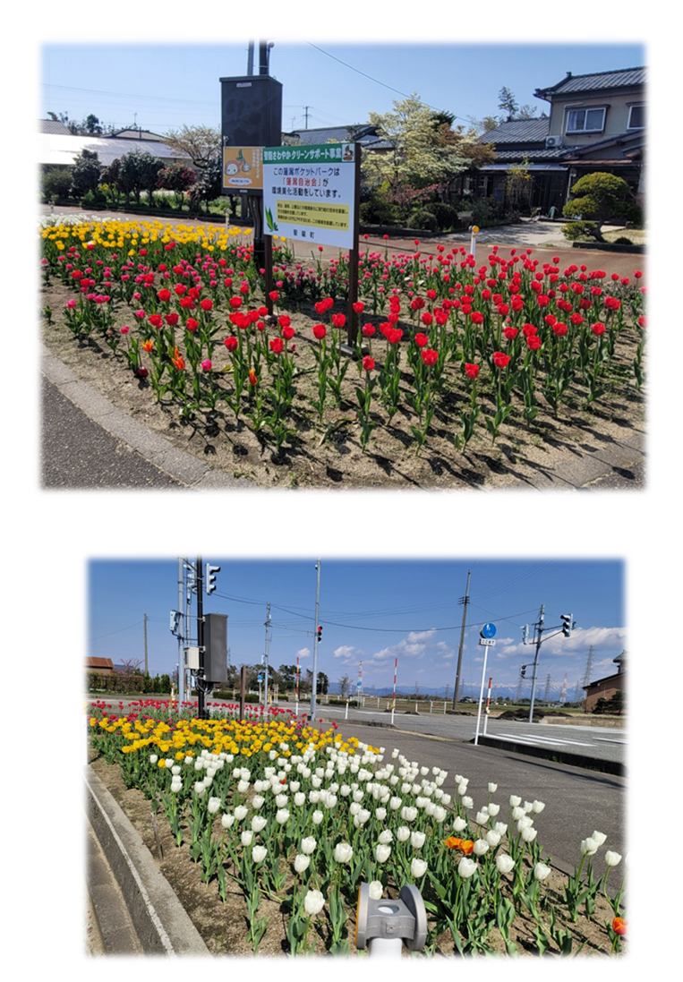一段目:看板が設置されている花壇に赤やピンク・黄色、白のチューリップがたくさん植えられている写真。二段目:逆方向から撮影した写真