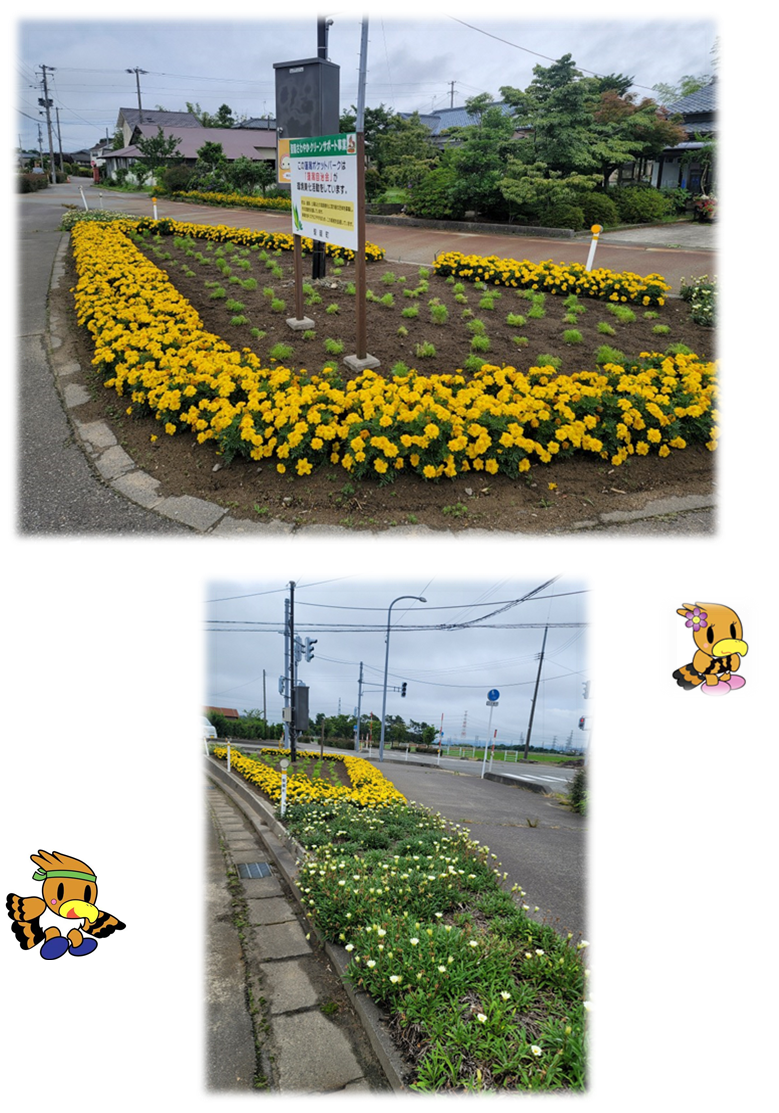 一段目:看板が設置されている三角の花壇の外周に黄色い花が植えられ、内部にコキアがたくさん植えられている写真。 二段目:逆方向から撮影した写真。前面に白い花が植えられている。