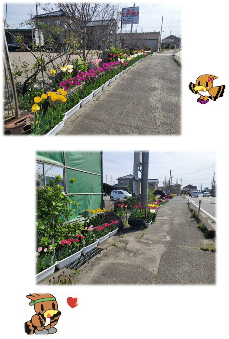 一段目:歩道に沿ってたくさんのプランターが設置され、そこに黄色や紫などのチューリップが植えられている写真 。二段目:同様にピンクや黄色のチューリップが植えられている写真。