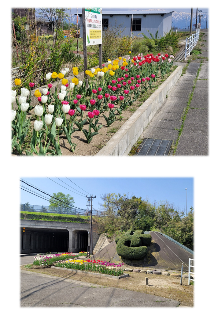 一段目:コンクリートで囲まれた花壇に白、ピンク、黄色、赤のチューリップが植えられており、さわやかクリーンサポートの看板も設置されている写真。二段目:緑で「せ」という文字が装飾された丘の傍に黄色、赤、紫、白のチューリップが植えられている花壇を全体が見えるように遠目で撮影した写真。