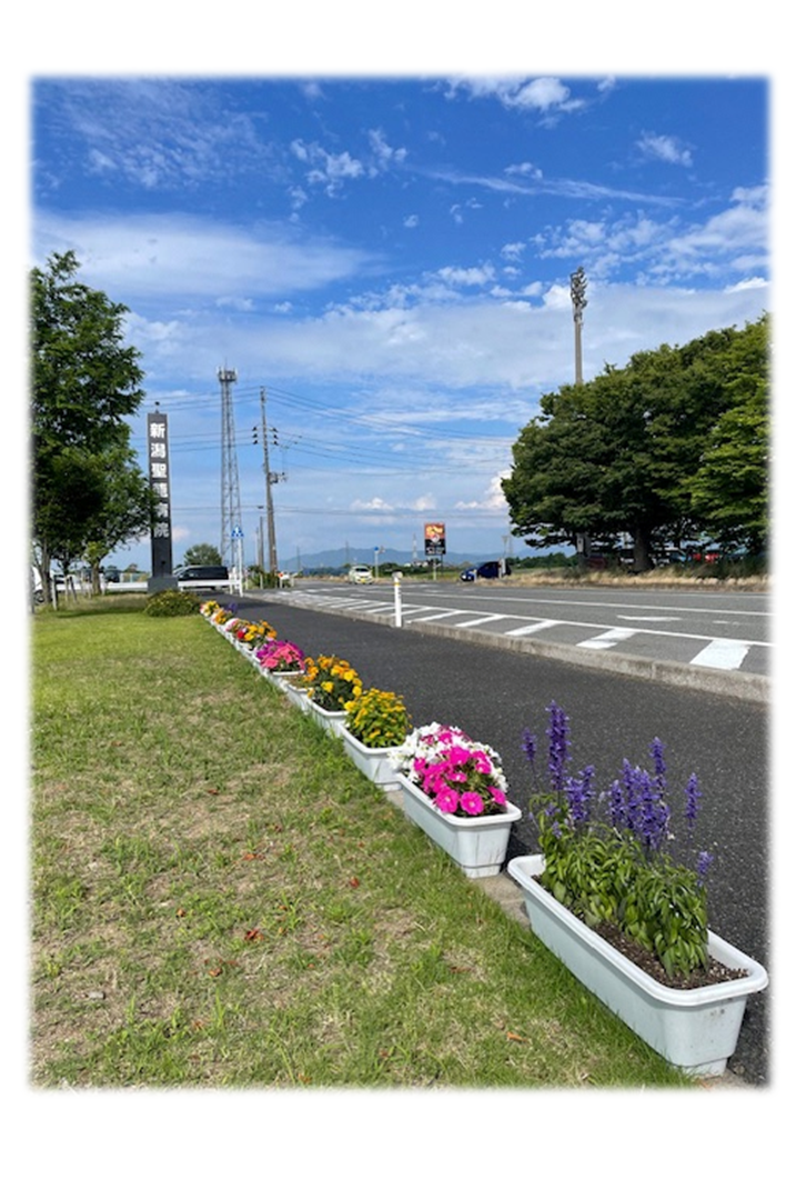 鮮やかな花が植えられたプランターが設置してある写真。