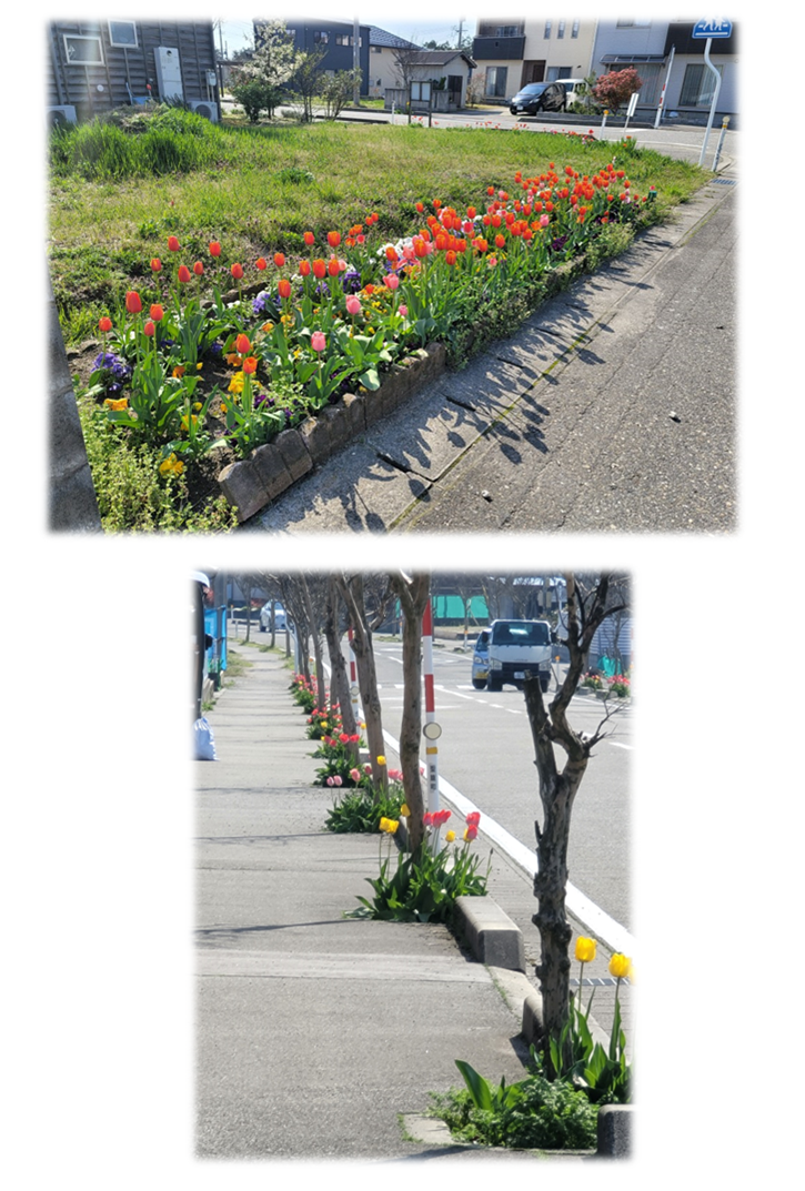 一段目:花壇に赤いチューリップがたくさんとその他鮮やかな花が植えられている写真、二段目:街路樹の根元に黄色や赤のチューリップが植えられている写真