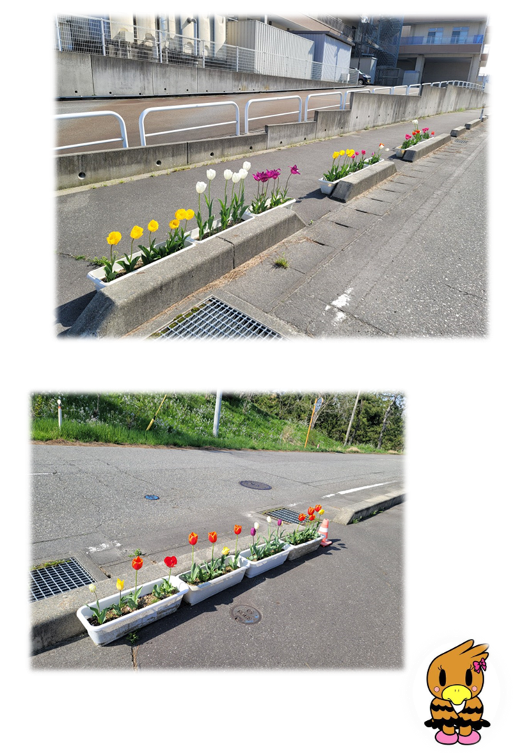 一段目:歩道に設置されたプランターに黄色、白、紫のチューリップが植えられている写真。二段目:同様に赤のチューリップが植えられている写真。