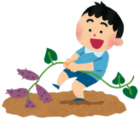 畑のさつまいもを収穫している男の子のイラスト