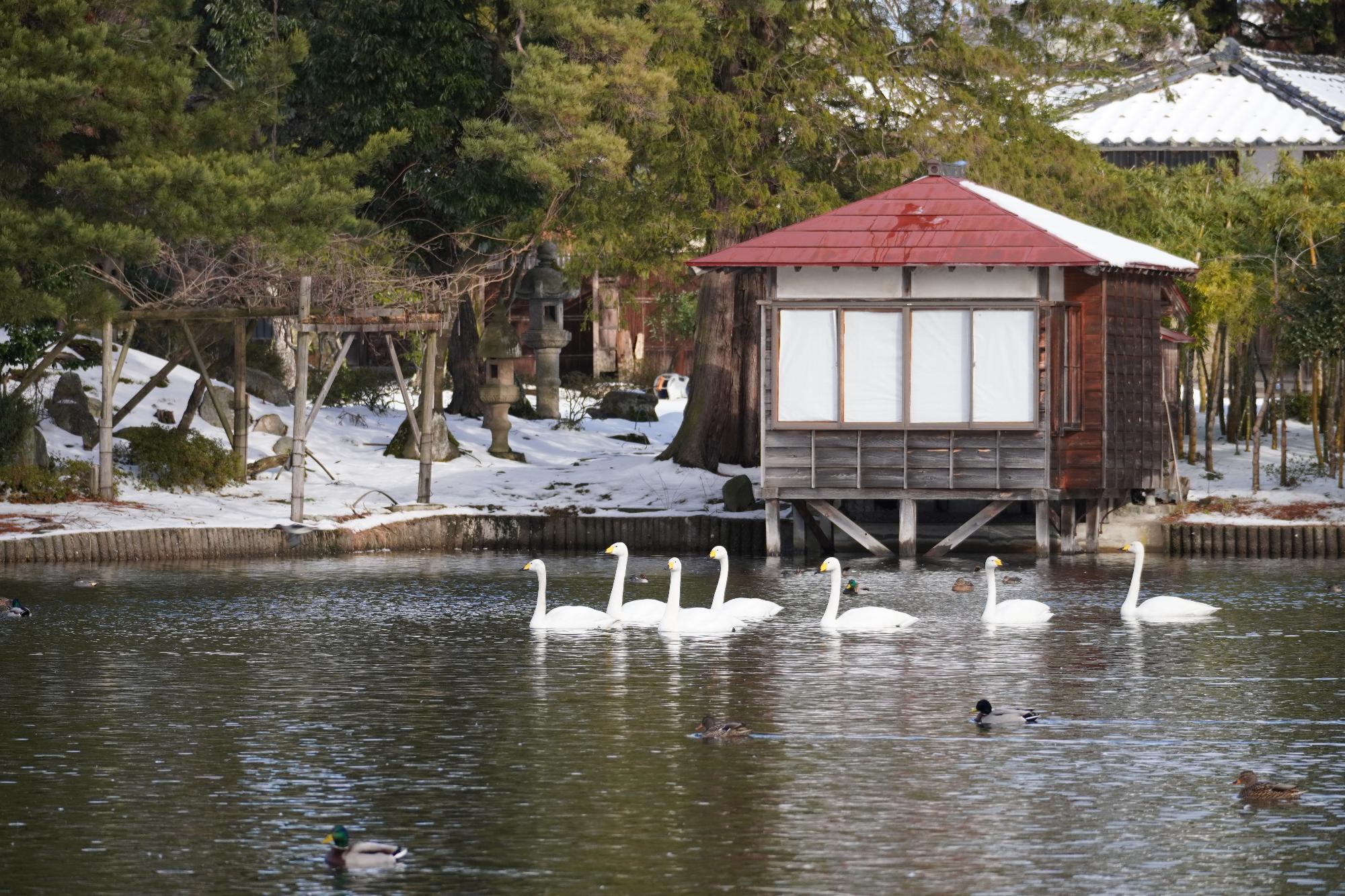 水亭を背景に7羽の白鳥が潟を泳いでいる様子を遠くから写した写真