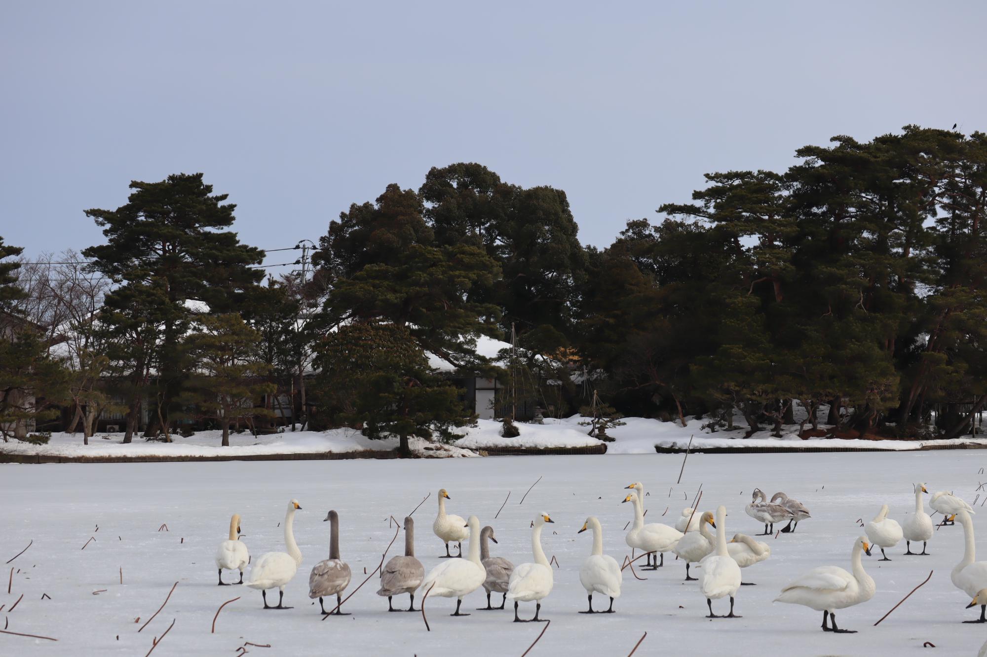 白やグレーの白鳥が潟の氷の上にたくさん降り立っている様子の写真