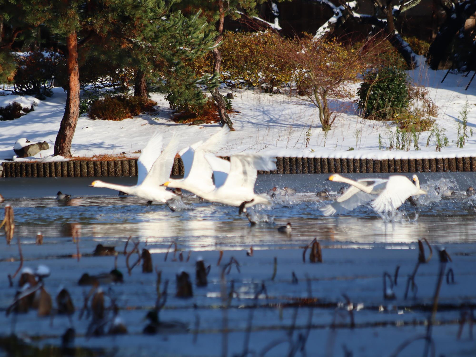 複数羽の白鳥が羽を広げ水面から飛び立つ様子を写した写真