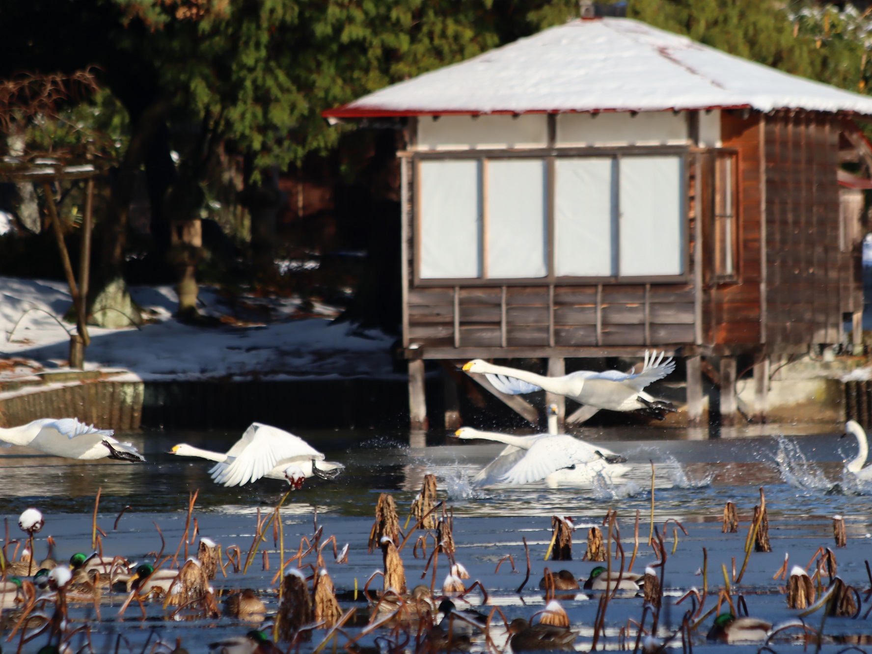 水亭を背景に複数の白鳥が潟の水面から飛び立つ様子を写した写真