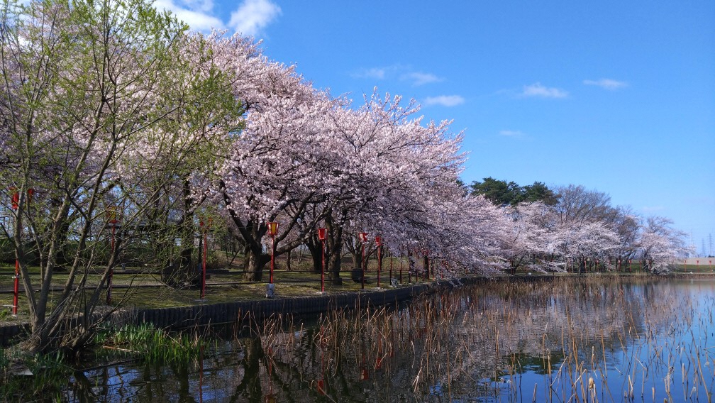 弁天潟風致公園の桜