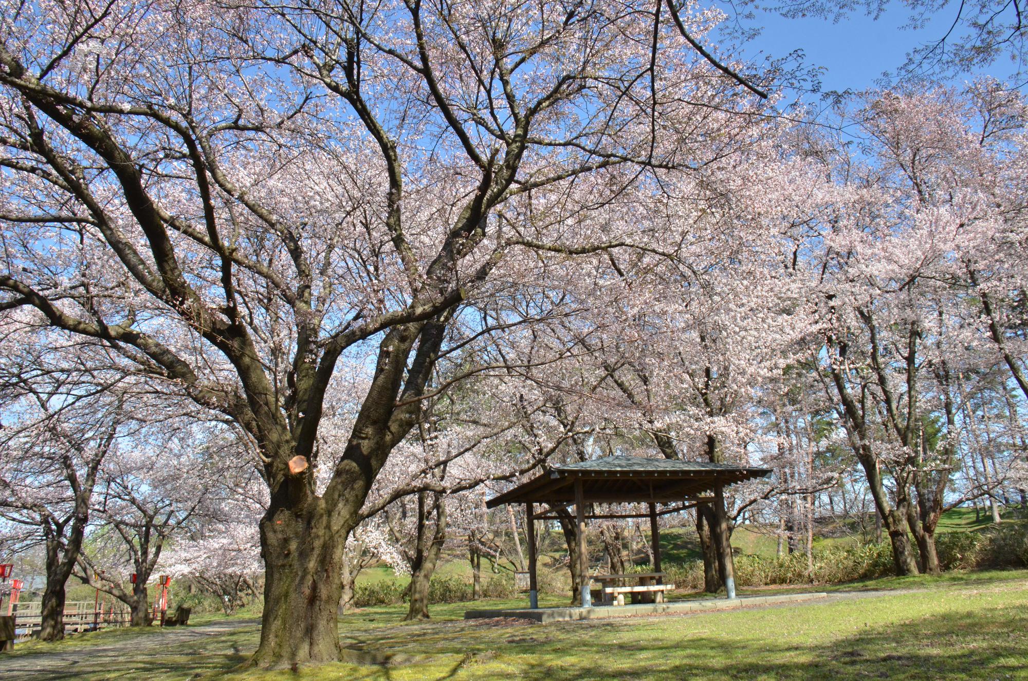 弁天潟風致公園の桜