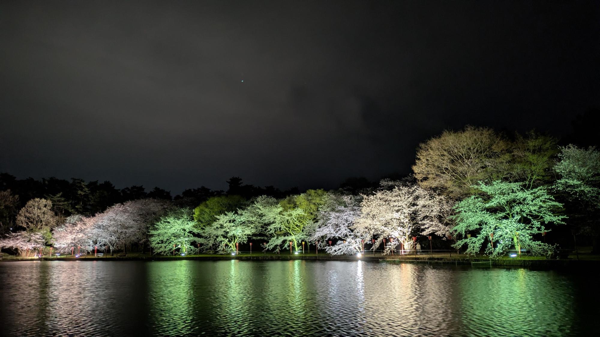 弁天潟の夜桜の様子