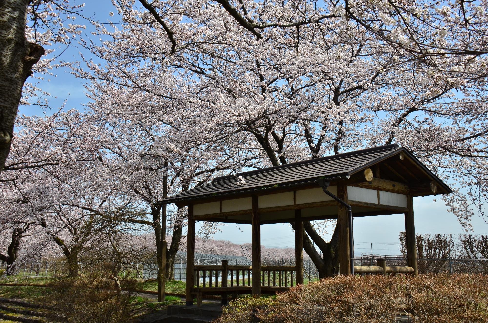 加治川治水記念公園の桜