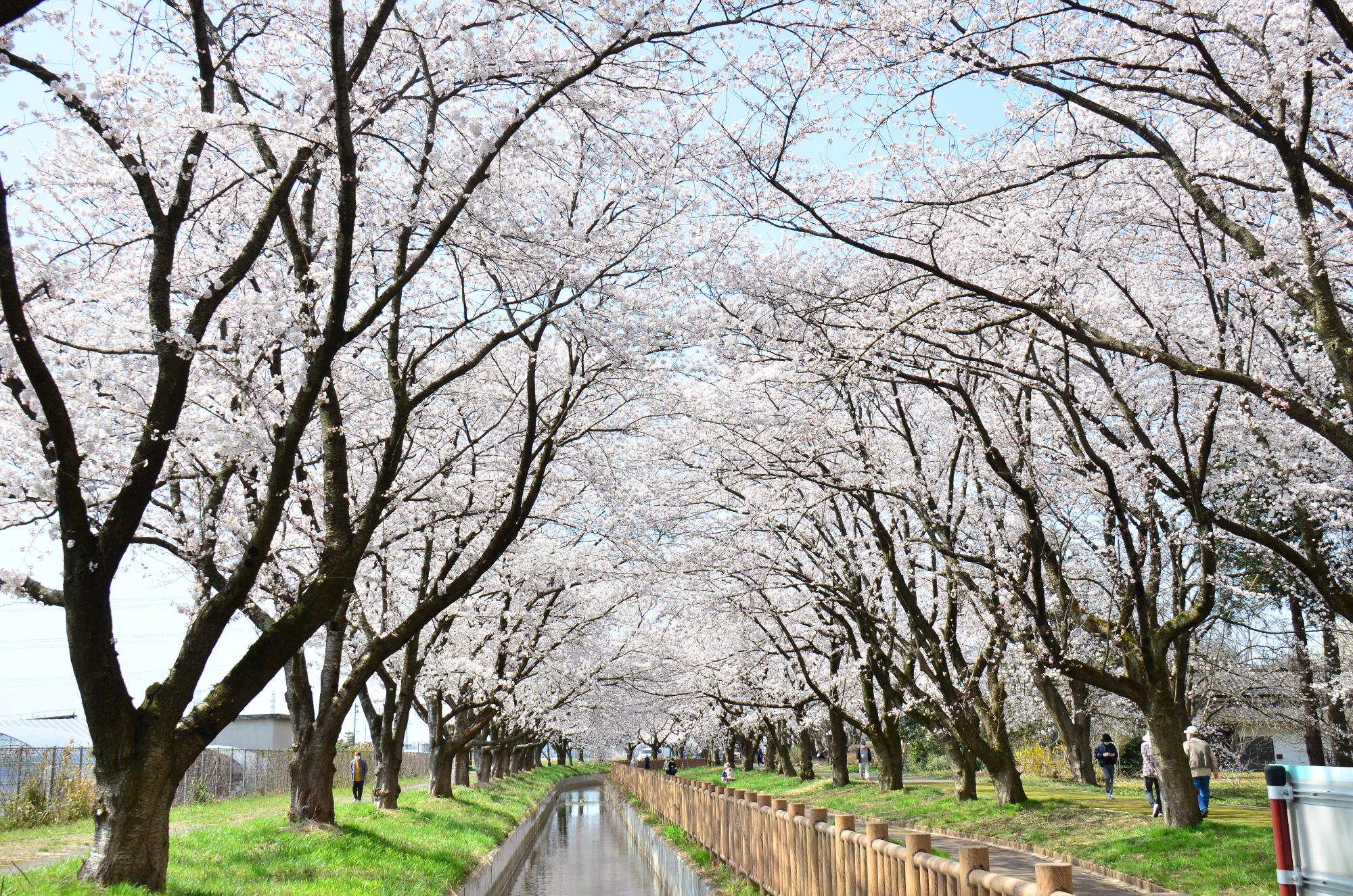 加治川治水記念公園の桜