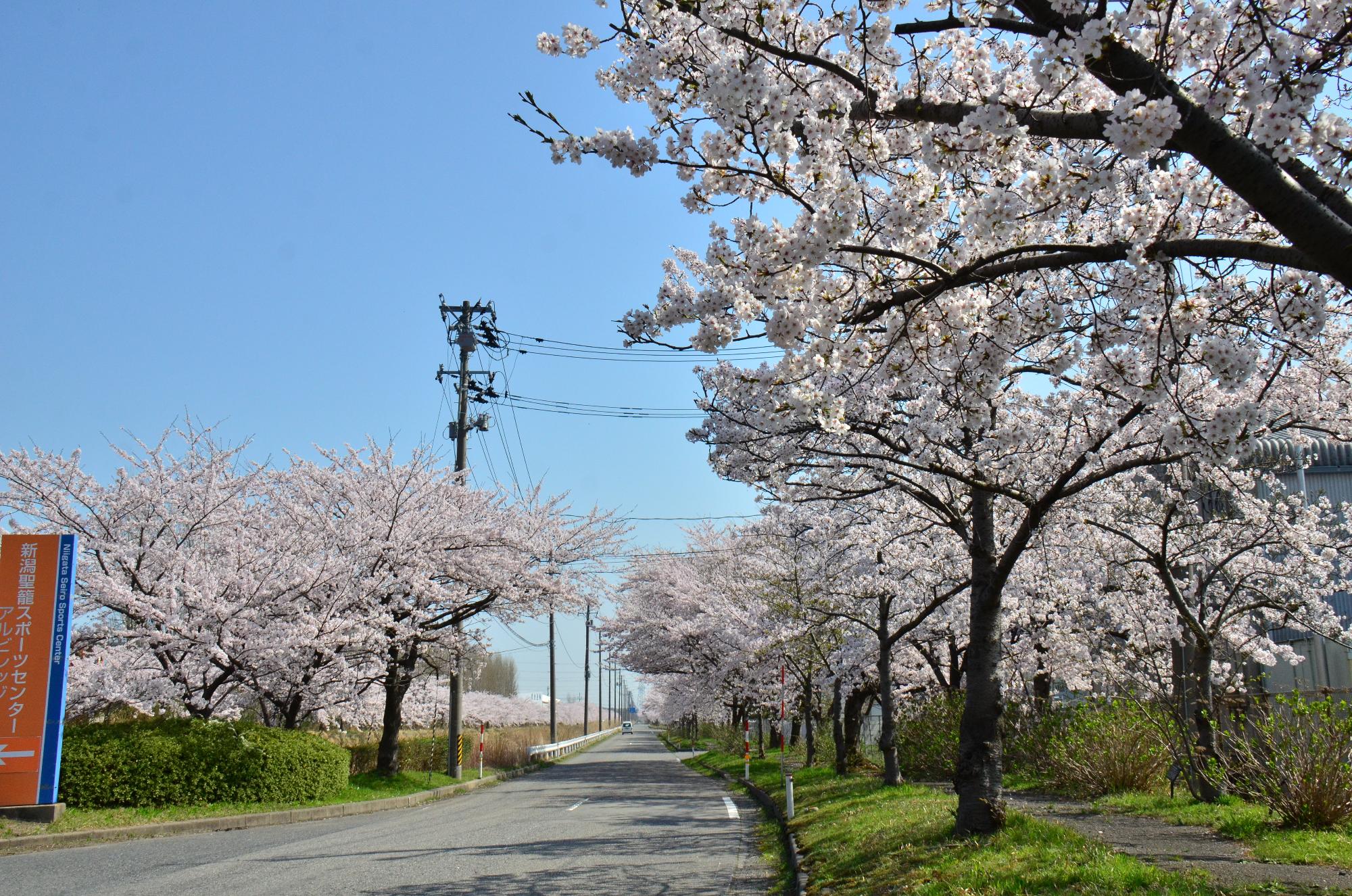 聖籠緑地からアルビレッジ付近までの桜