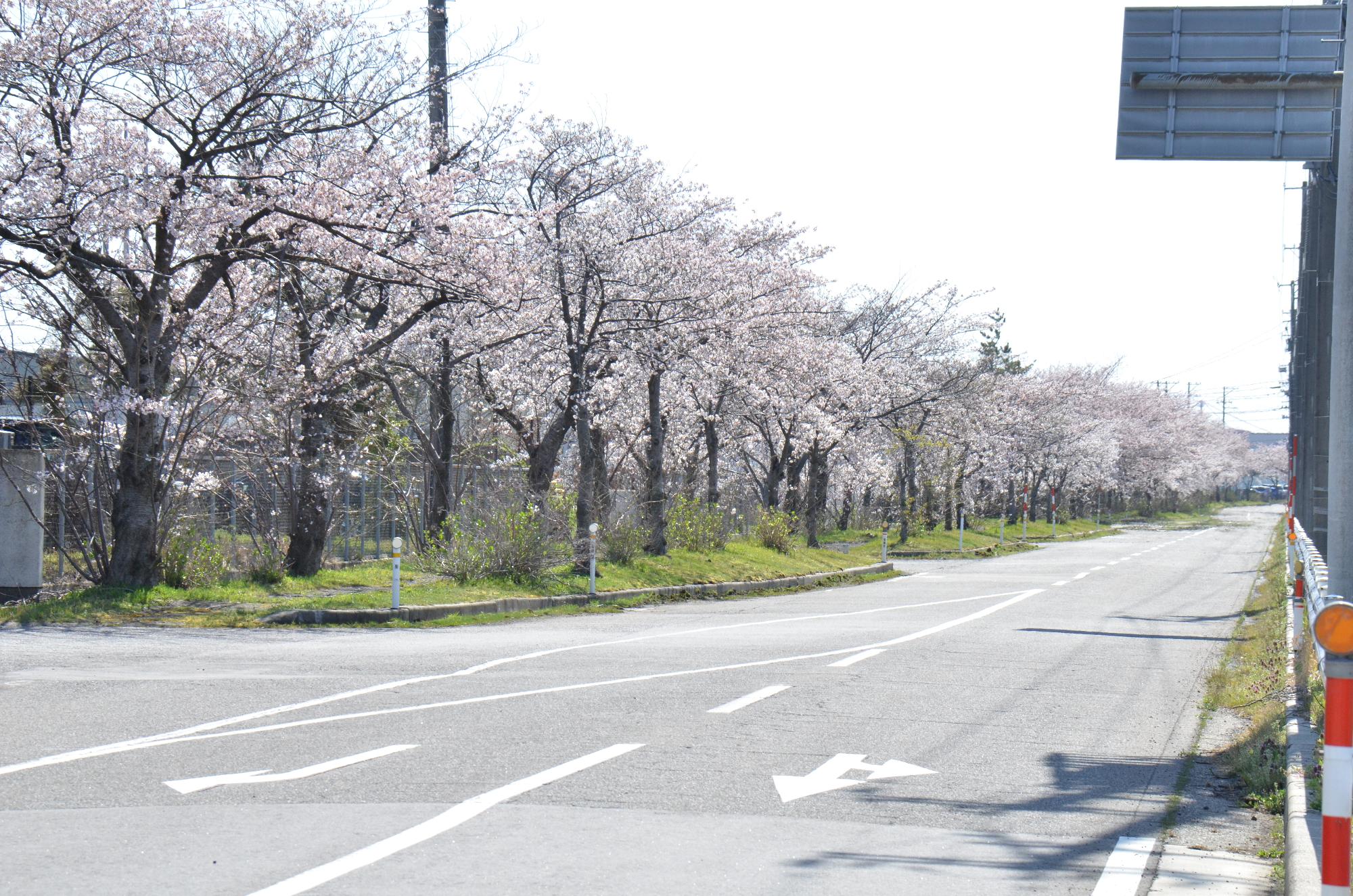 聖籠緑地からアルビレッジ付近までの桜