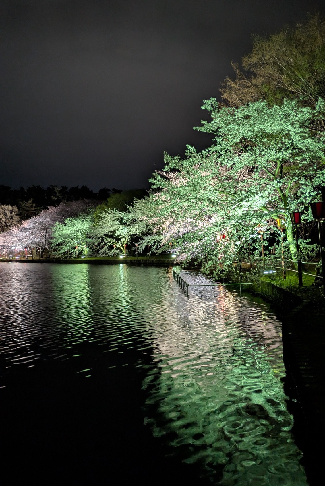 弁天潟の夜桜の様子