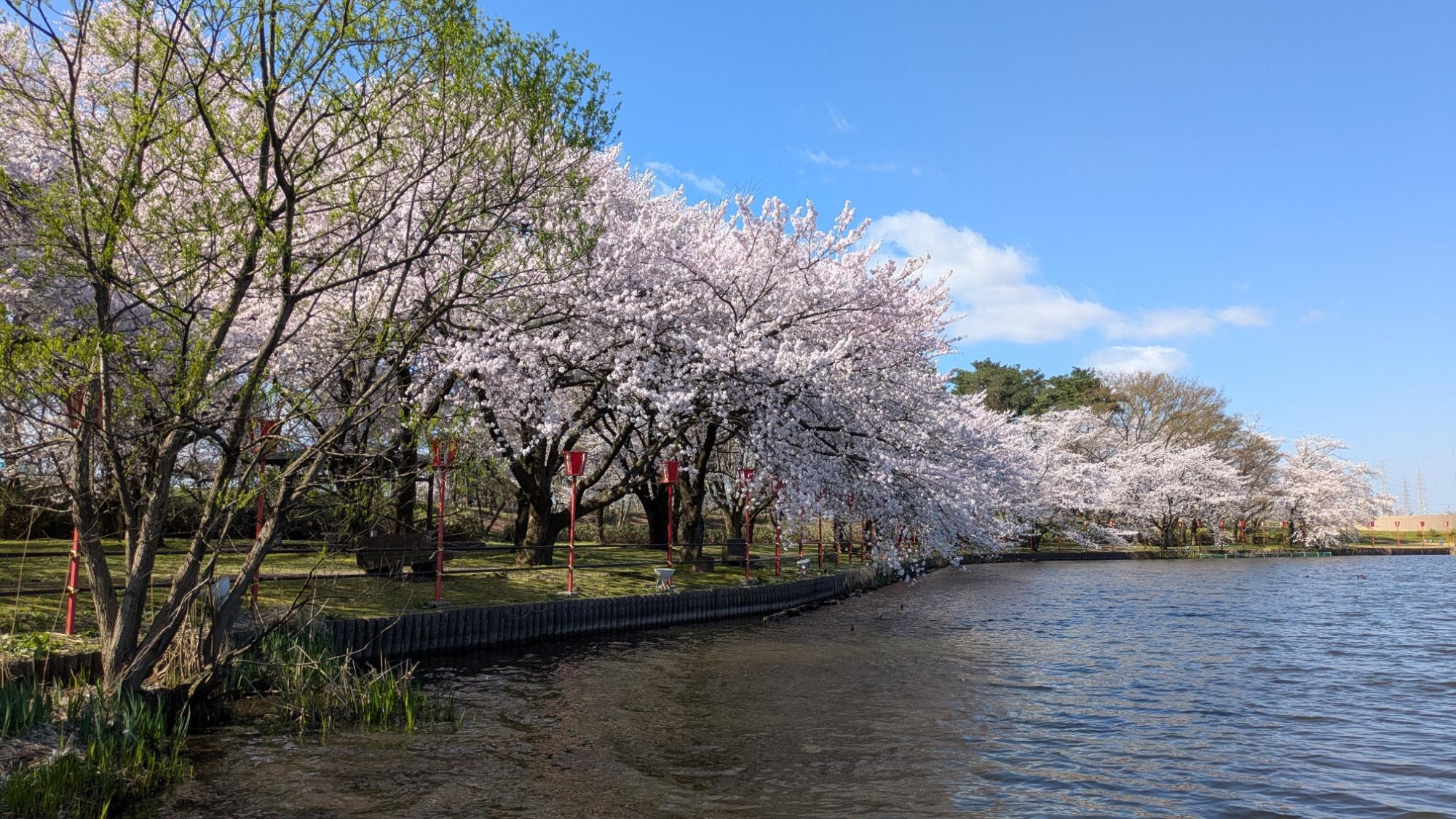 弁天潟の桜の様子