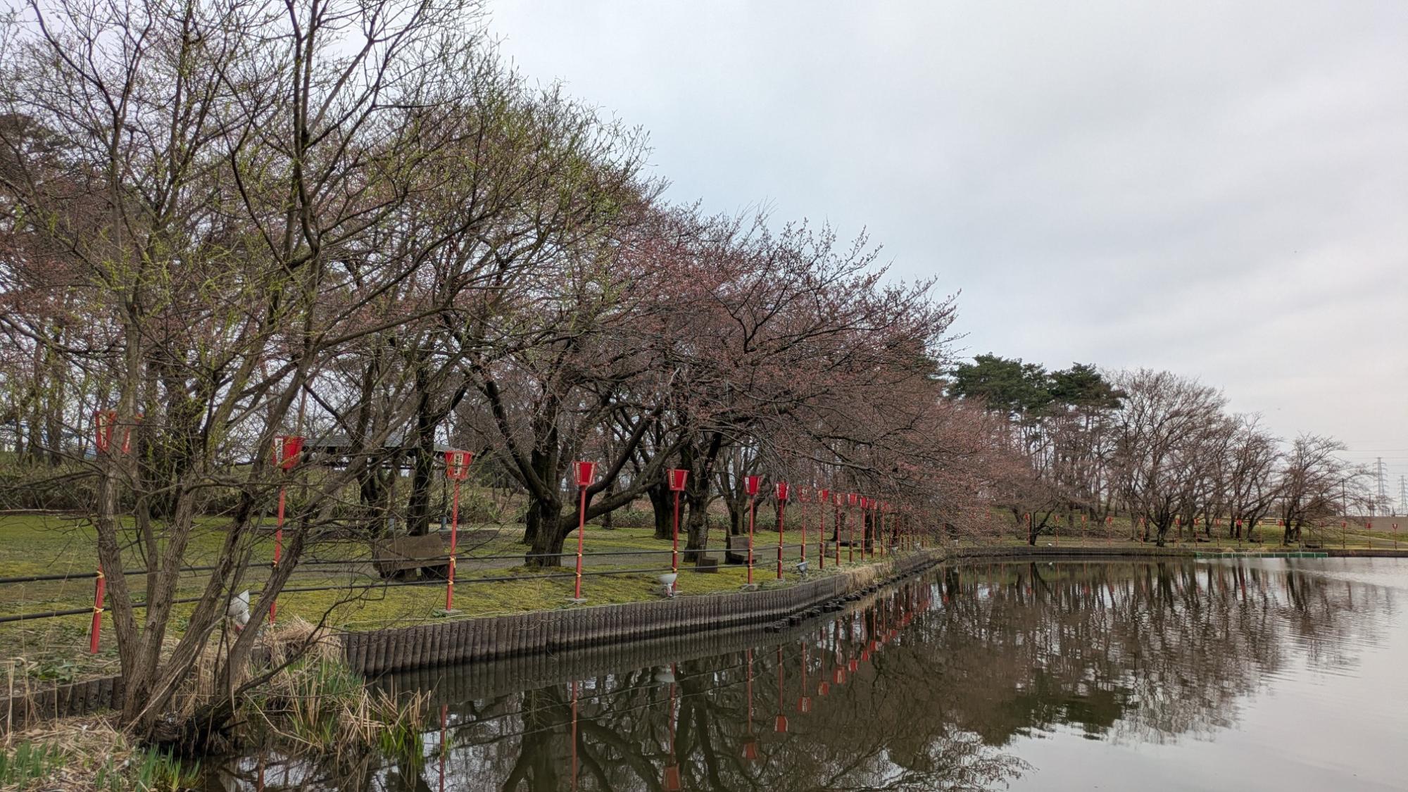 弁天潟の桜の様子