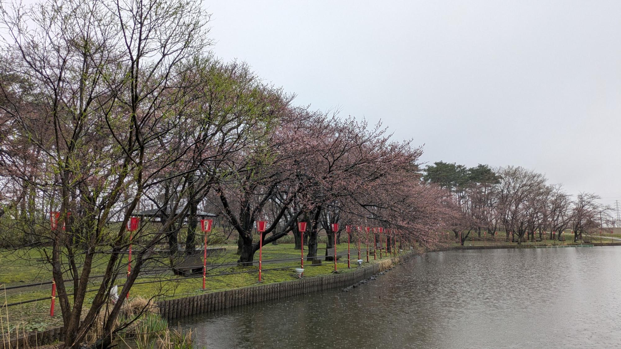 弁天潟の桜の様子