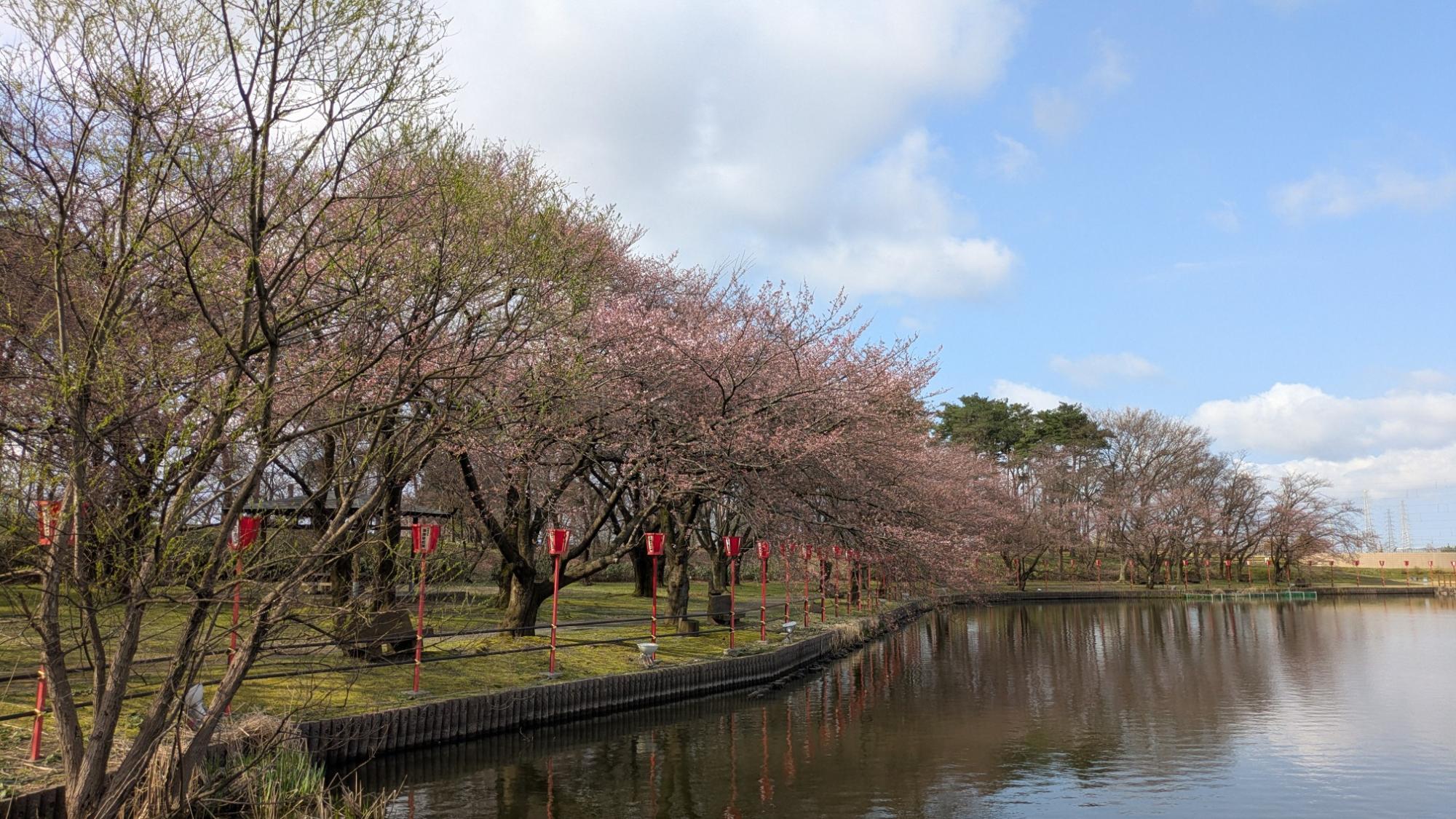 弁天潟の桜の様子