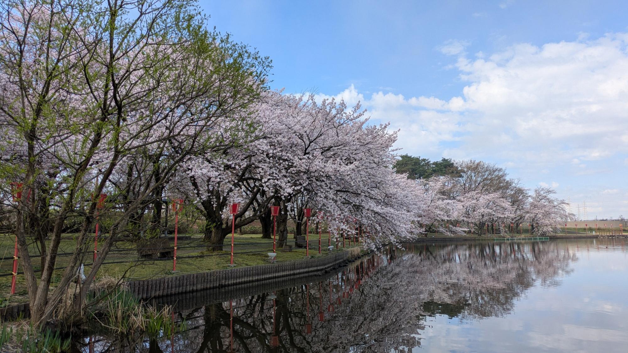 弁天潟の桜の様子