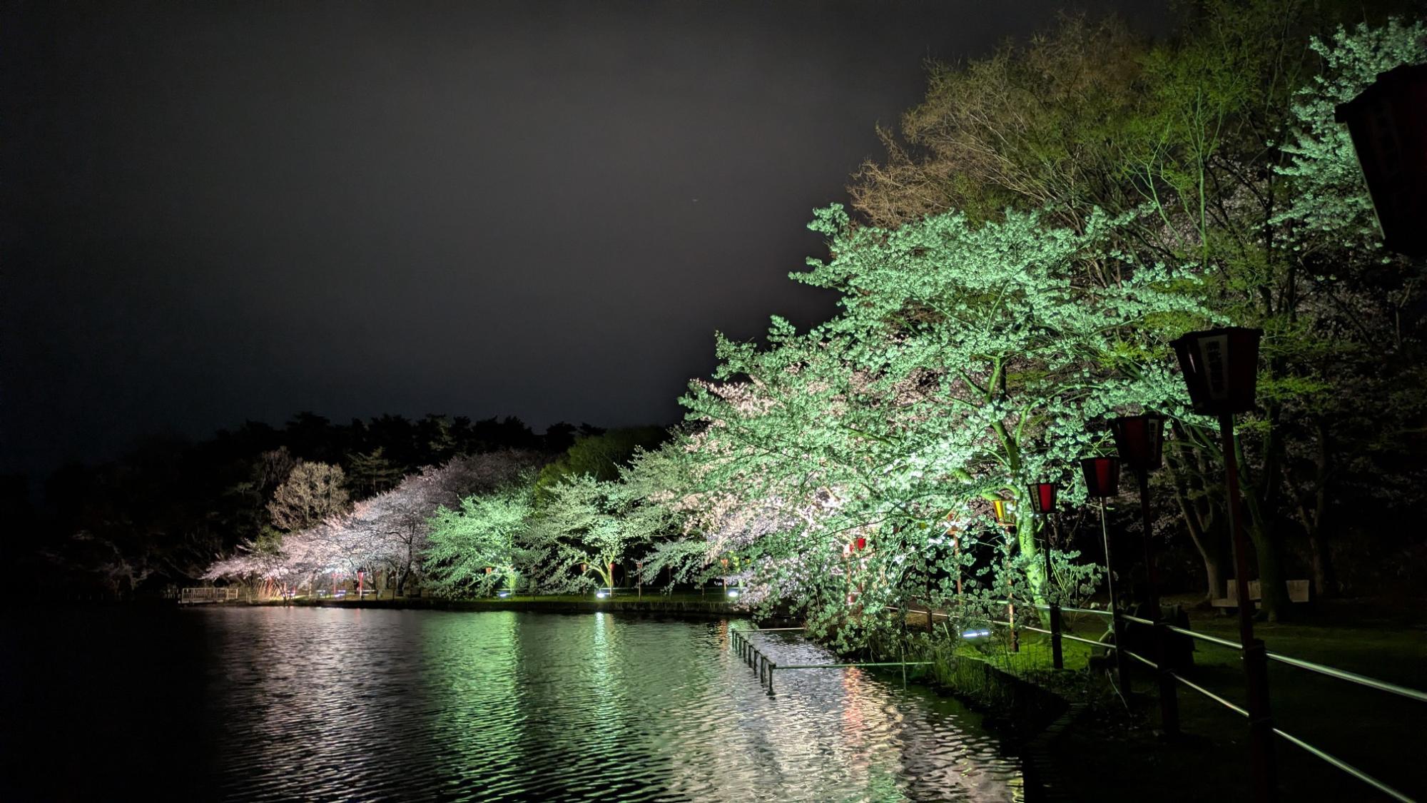 弁天潟の夜桜の様子