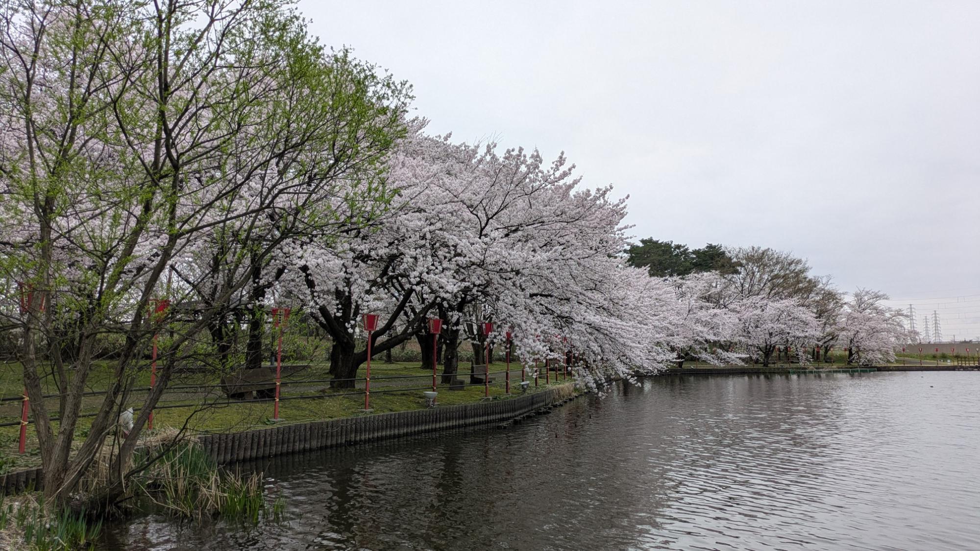弁天潟の桜の様子