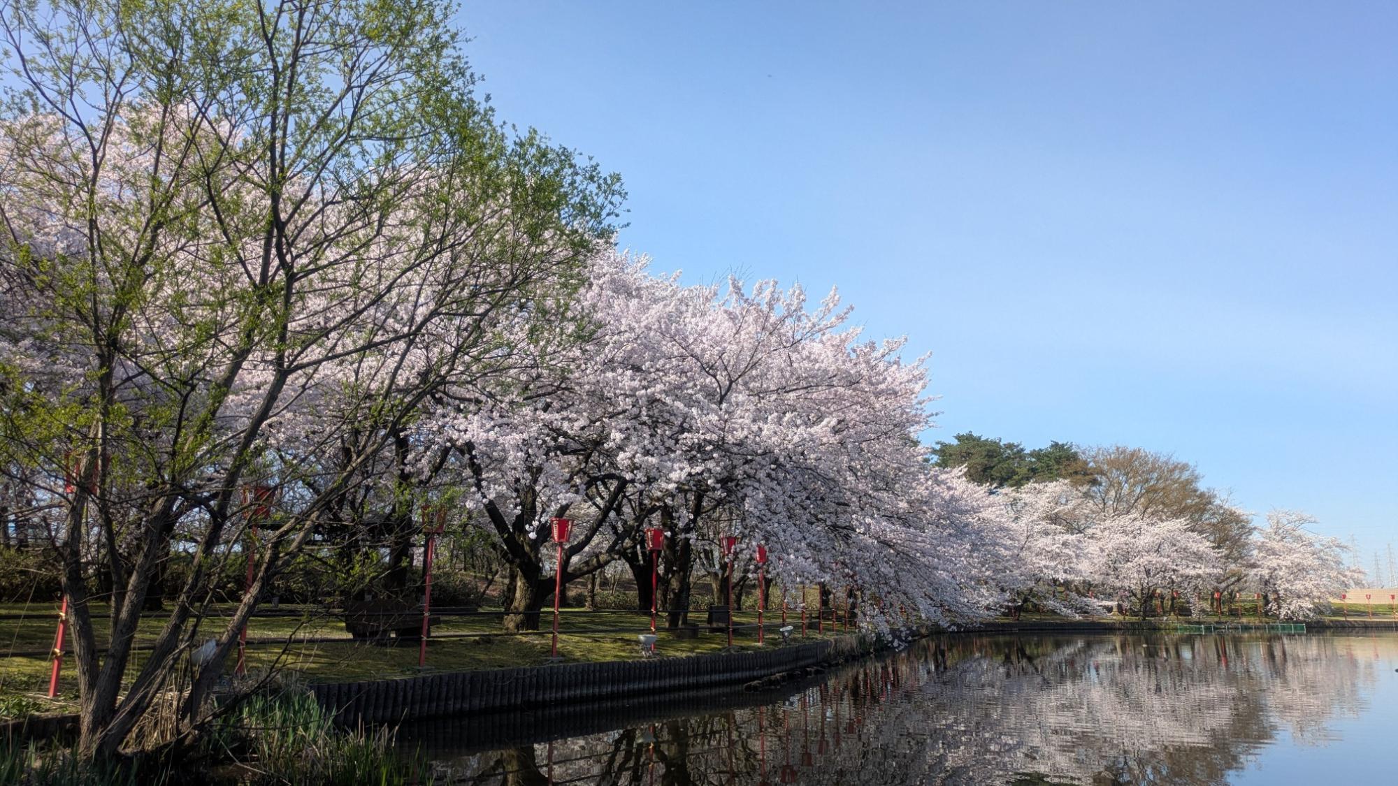 弁天潟の桜の様子