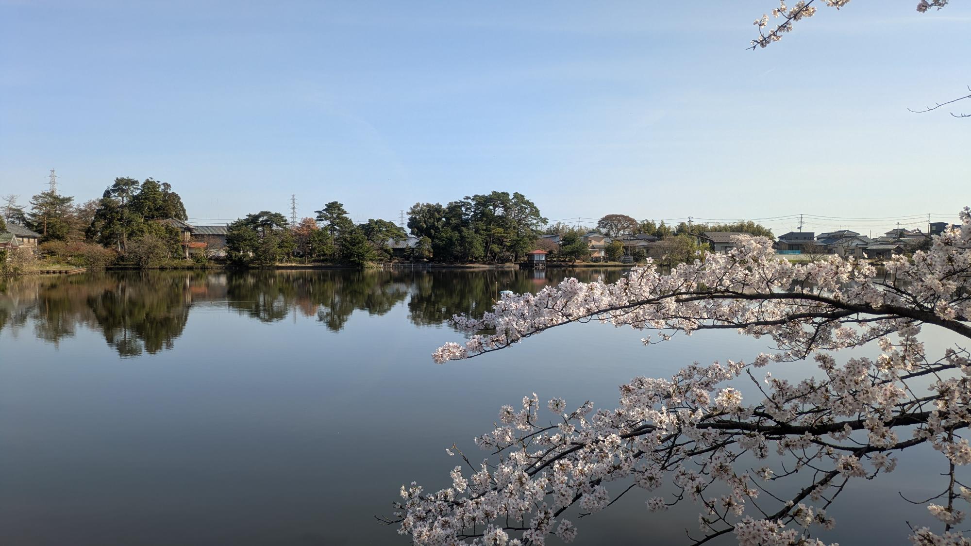 弁天潟の桜の様子