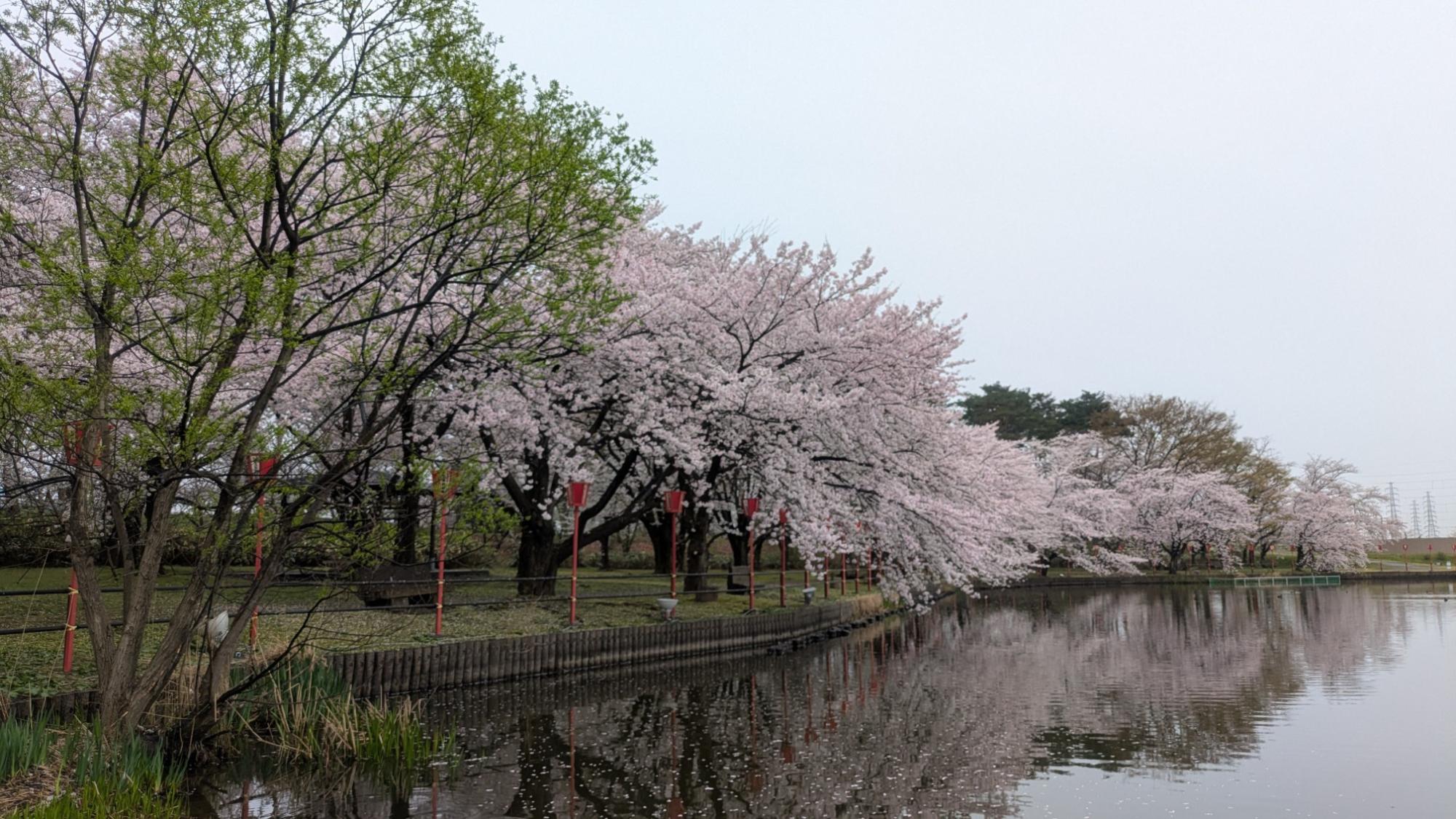 弁天潟の桜の様子