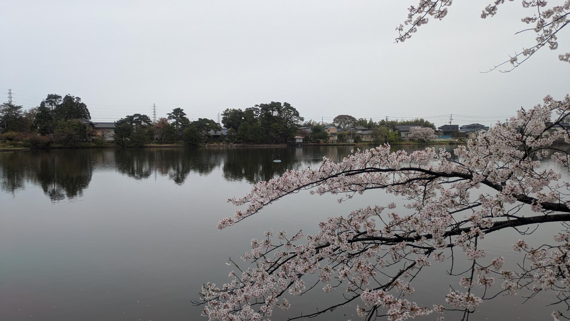 弁天潟の桜の様子
