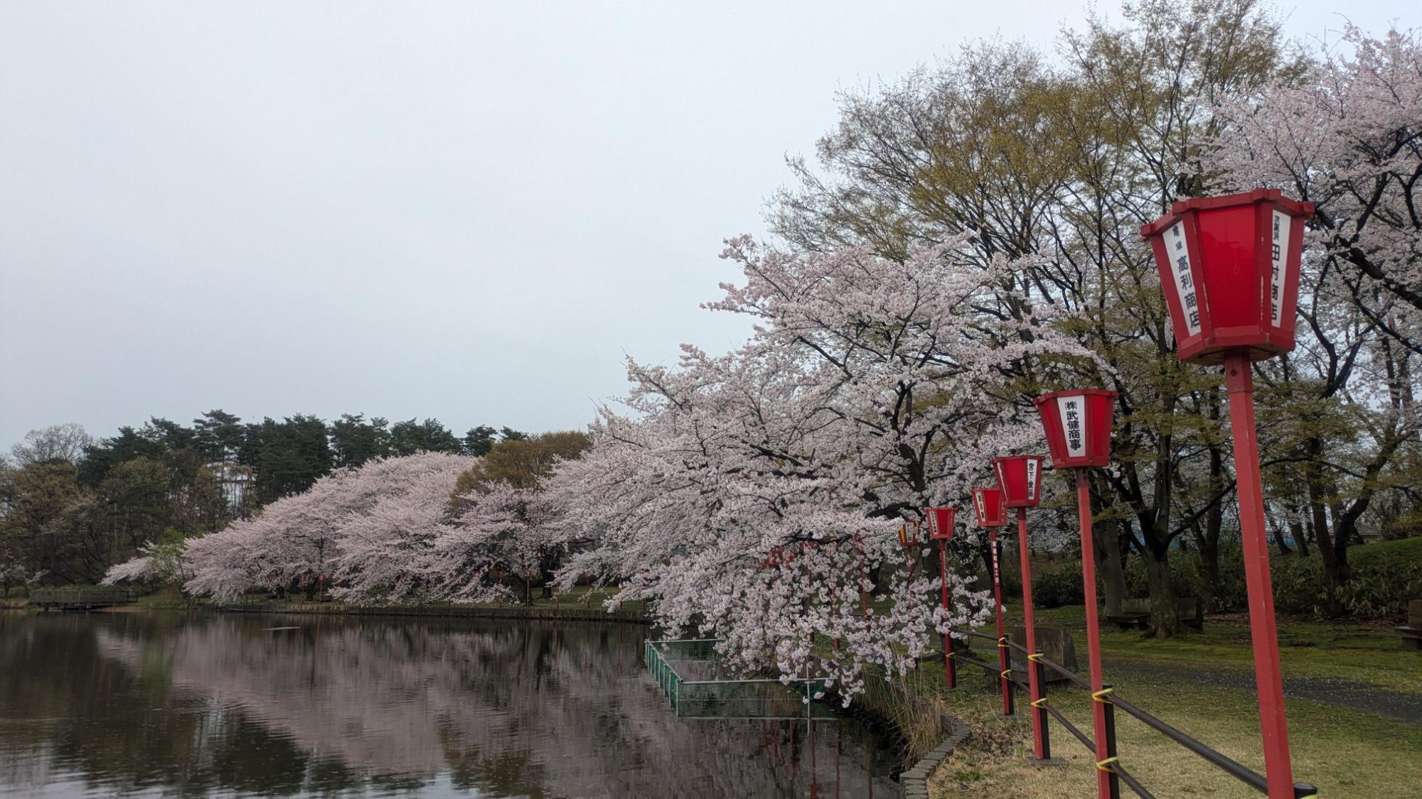 弁天潟の桜の様子