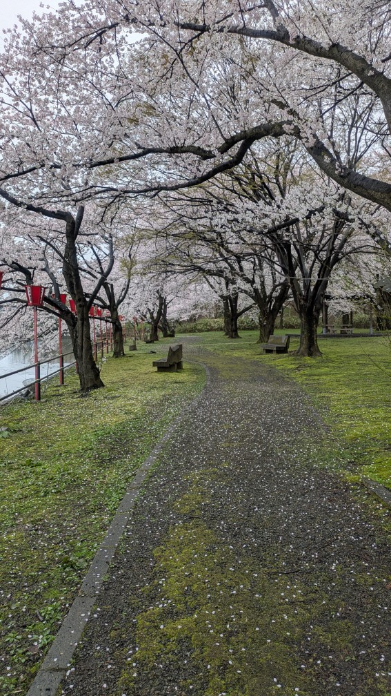 弁天潟の桜の様子
