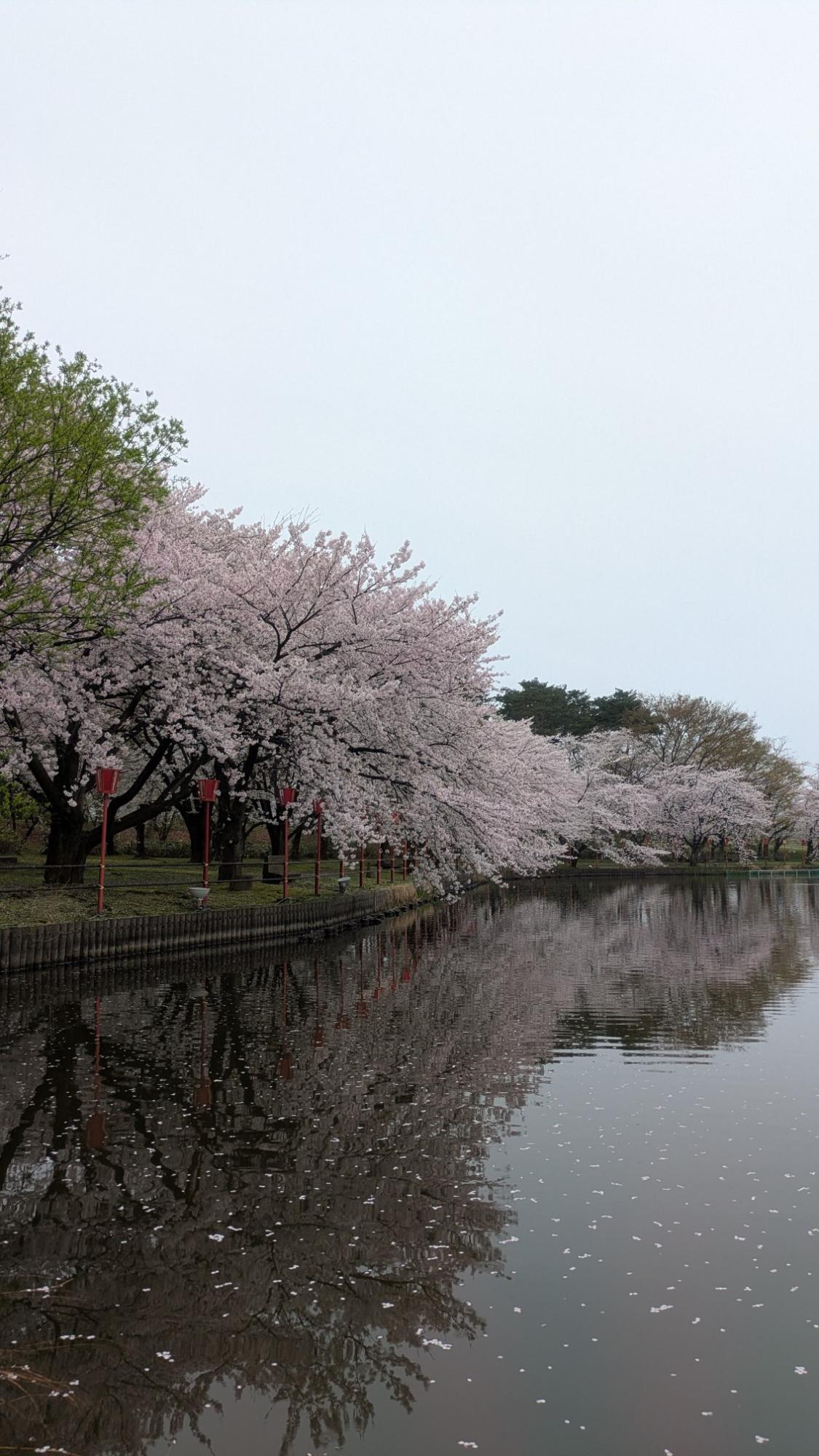 弁天潟の桜の様子