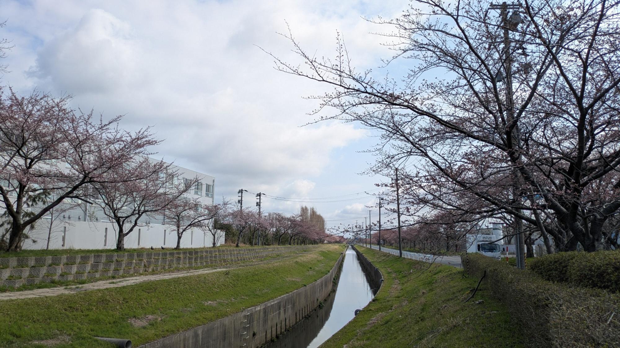 派川加治川の桜の様子