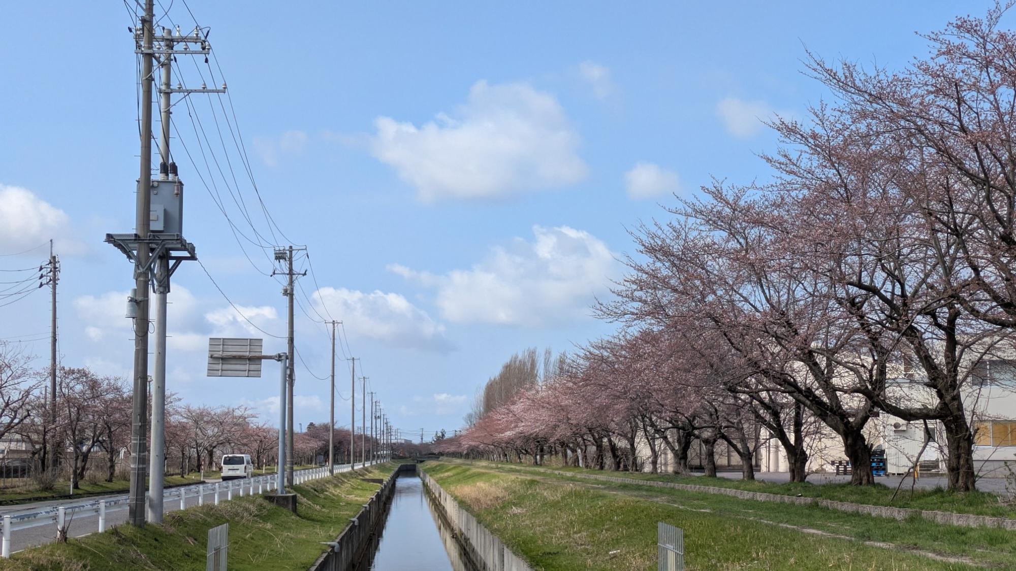 派川加治川の桜の様子