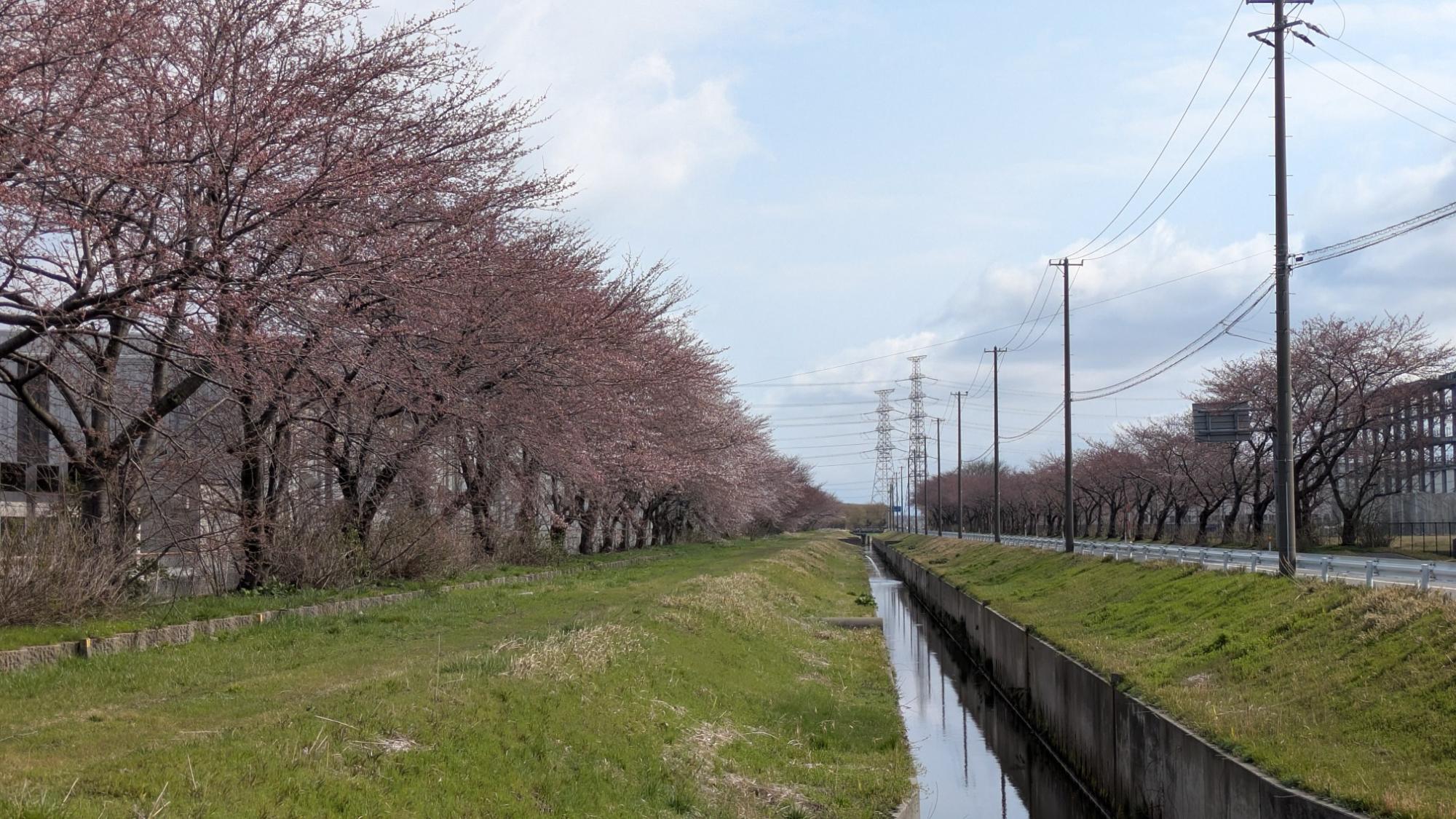 派川加治川の桜の様子