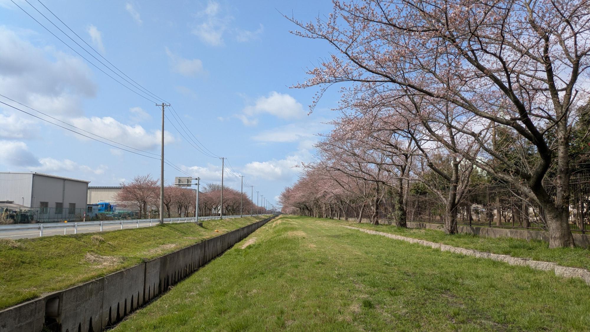 派川加治川の桜の様子
